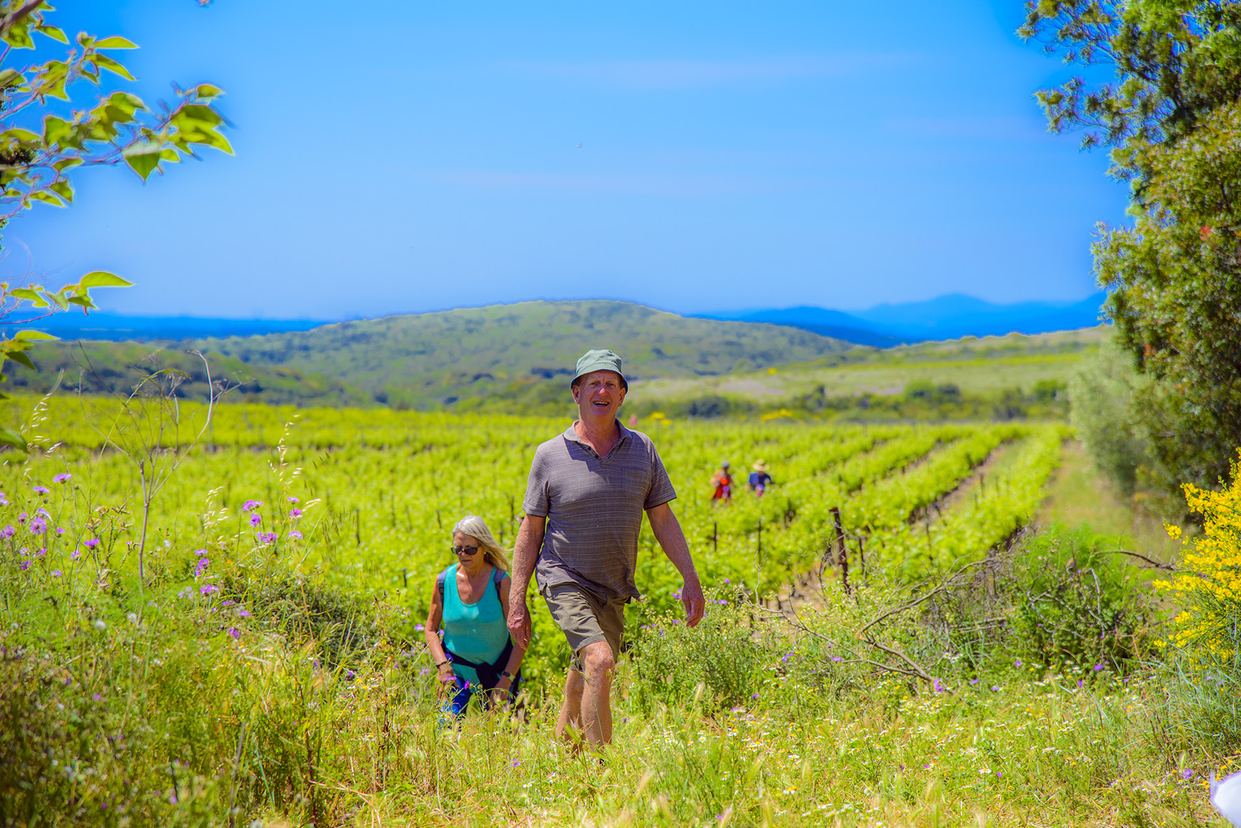 vigne pezenas balade vigneronne