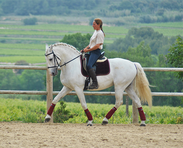 nouveau cheval