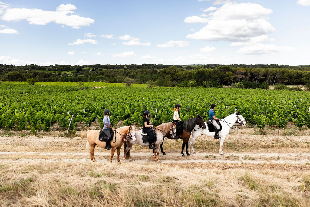 A walk through the vineyards