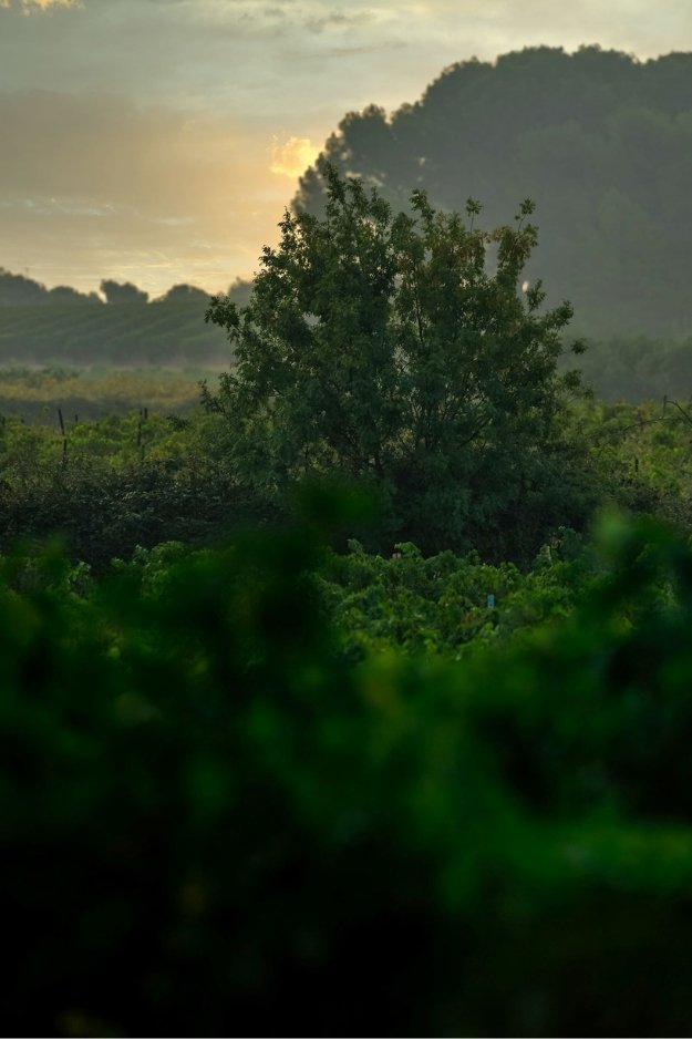 Domaine les Verrières