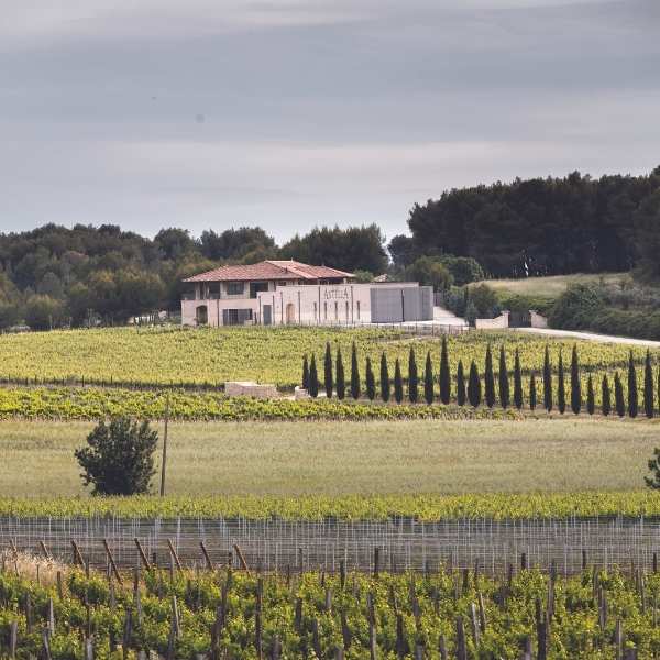 ASTELIA Grand Occitan L’expression suprême des vins du Sud de la France (7)