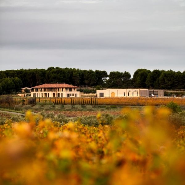 Astelia signature art du Sud