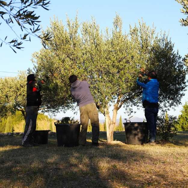 Oliveraies Domaines Paul Mas Sud de la France Oliveraies Domaines Paul Mas Sud de la France