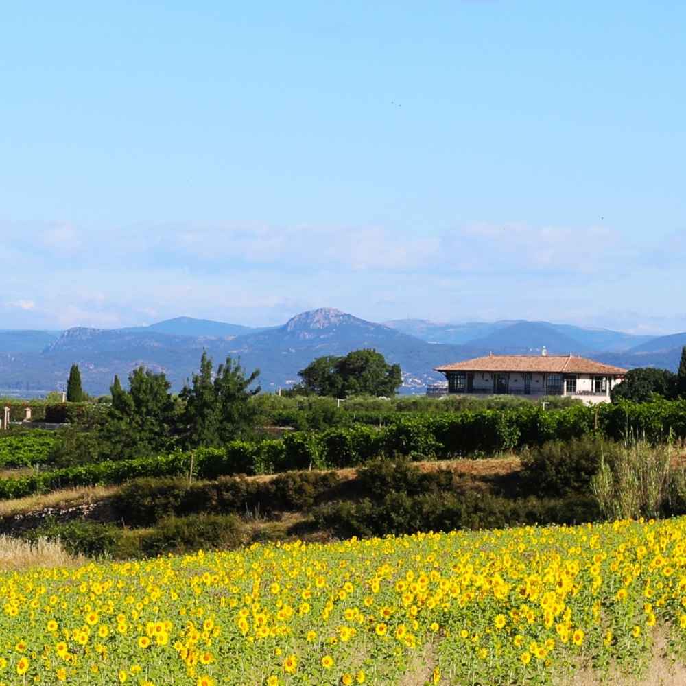 Côté Mas L'art de vivre du Languedoc en bouteille